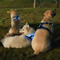 No-Pull Dog Harness with Illuminated Features, Three Light Modes, Control Handle, Reflective Strap, and Adjustable Breathable Vest for Small, Medium, and Large Dogs